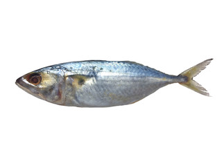 Thai small tuna isolated on white background with clipping path.