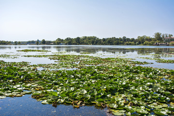 The lake Neptune from the station Neptune in Constanta, Romania filled with water lilly