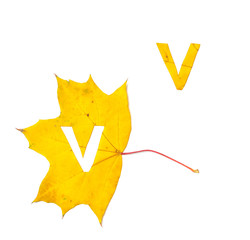 Autumn alphabet. Letter V is cut from  yellow maple leaf