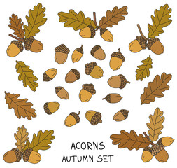 Acorns © ZYTA.eM