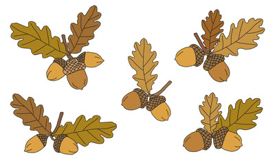 Acorns © ZYTA.eM
