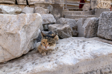 The cat is on  Marble reliefs in Ephesus historical ancient  in Selcuk,Izmir,Turkey