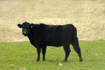 Aberdeen Angus cow