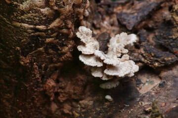 mushroom herb and vegetarian in fresh forest