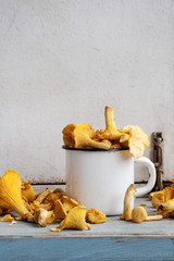 Raw uncooked Chanterelles forest mushrooms in white enameled mug on blue white wooden kitchen...