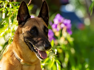 Malinois in flowers