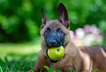 Malinois puppy with an apple in his teeth close-up