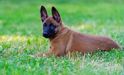 Puppy on the grass