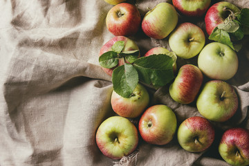 Ripe gardening green red apples with leaves over linen cloth as background. Flat lay, space. Autumn harvest.