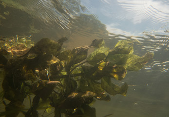 Green algae under water on which the sun shines