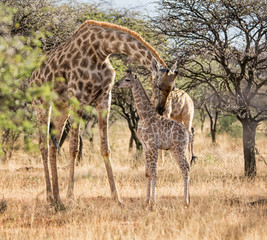 Naklejka na ściany i meble Mother And baby Giraffe