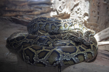 Snakes