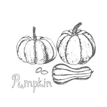 Pumpkin and pumpkin seeds. Hand drawn pumpkin and seed on white background. Farm market product. Vector illustration.