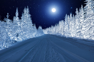 The bright moon illuminates the mysterious night forest