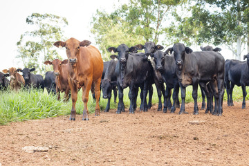 Obraz premium Angus