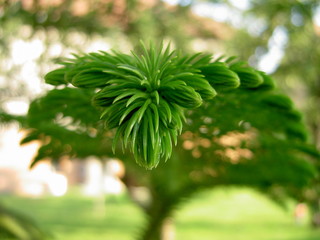 Branch of ornamental spruce in detail