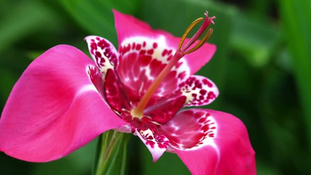 Tigridia pavonia swings in the wind in the garden. Beautiful bright pink tigrid flower from the family of iris