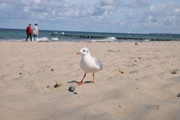 Möwe Seeschwalbe an Nordsee Ostsee Gewässer Sommer himmel Sonne herbst sonnig Strand Sand Plage neugierig schauend © fotoak80