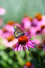 Monarch Butterfly on Echinacea Flower