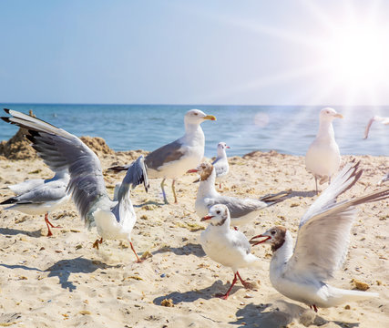 flock of sea white gulls on the sand