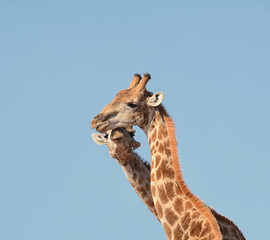 Obraz premium Giraffe Duo