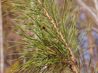 Spruce branch and small red beetle