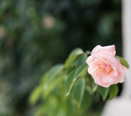 Bulgarian rose, nature concept, evening light