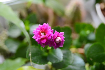 small flowers in the garden