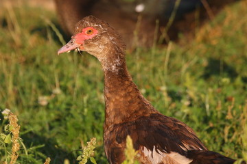 The beauty of nature of Ukraine duck in the open air  is very beautiful. Ukraine.