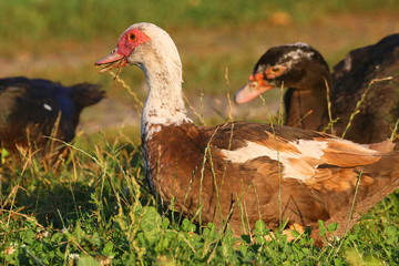 The beauty of nature of Ukraine duck in the open air  is very beautiful. Ukraine.