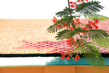 Red Flam Boyant Tree flowers bunch with housetop background.