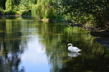 Fototapeta na wymiar a white swan on the lake in woods