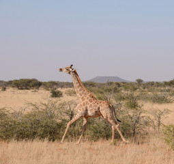 Giraffe Running