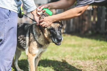 infection in the dog's ears, disinfection cleansing pus medical veterinary medicine.