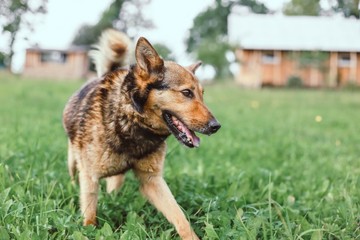 beautiful purebred dog on a walk