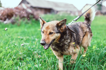 beautiful purebred dog on a walk