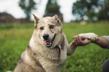 cheerful fat gray husky dog plays with a man.