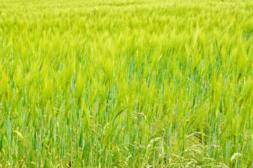 junge grün gelbe Gerste im Frühling Struktur
