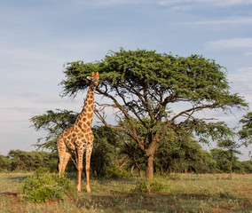 Fototapeta premium Giraffe standing by tree