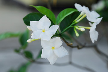 White Gardenia Cape Jasmine flower bunch with green leaves.