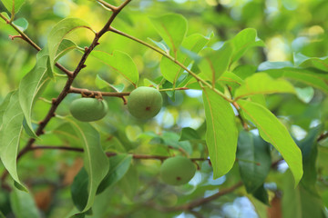 Raw Diospyros decandra (Gold apple) on tree.