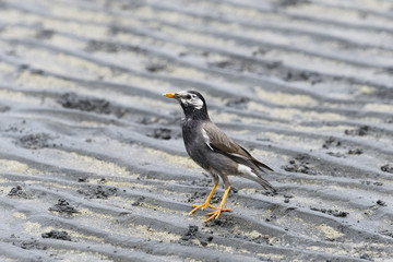 ムクドリ(White-cheeked Starling)