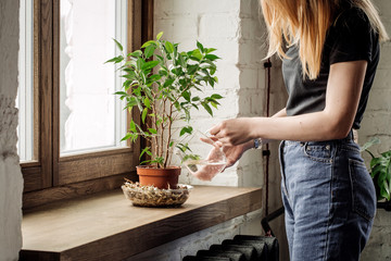 Female hands watering flowers on the window
