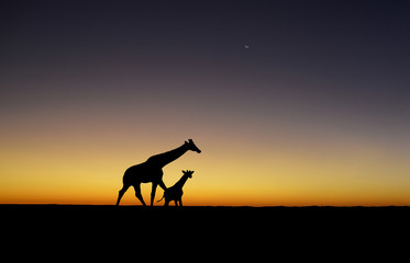 Sunset Giraffe silhouettes