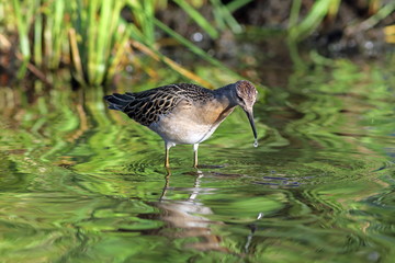 Philomachus pugnax. Ruff with a drop on its beak in the water