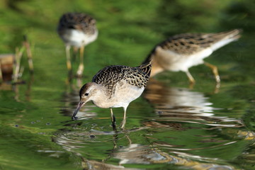 Philomachus pugnax. Ruffs in the late summer on the Yamal Peninsula