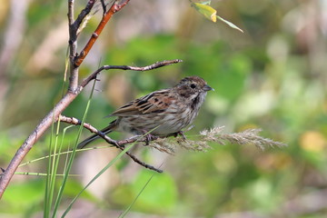Emberiza schoeniclus. Reed oatmeal sitting on a branch with food in its beak
