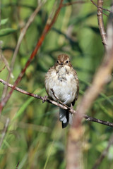 Emberiza schoeniclus. Reed oatmeal on a Sunny day in August