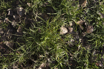 Dry leaves on green grass.