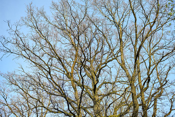 Branch of an oak tree against a clear blue sky